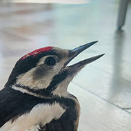 Photo of Lesser Spotted Wodpecker on dining room floor