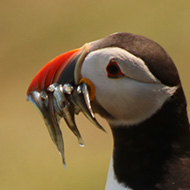 A Day on Skomer