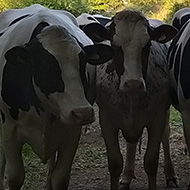 Cows in a field behind a gate looking out to the people on the other side of it (the people are not in the shot)