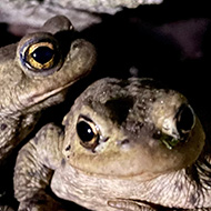 Two toads sitting in a hole in a wall