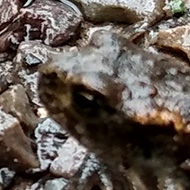 A small frog sits on a stone path, the same size of the stones around it.