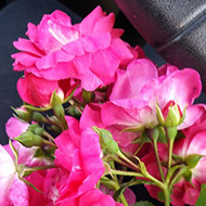 Jam jar lids and biscuit tins carrying cheerful messages, a small stone circle in Dartmoor and pretty dark pink flowers