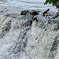 Water cascading down a weir surrounded by trees with a small dog in the foreground