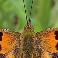 Comma butterfly