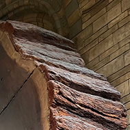 Grand sequoia on display at the natural history museum