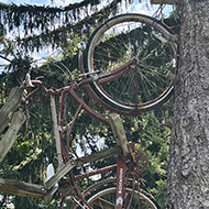 Bike Up a Tree