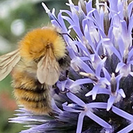 Close-up of a bee feeding from a large spherical flower