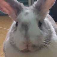 A white rabbit with brown splodges sits on a yellow run, looking at the camera. He has ears that look to be about as big as he is