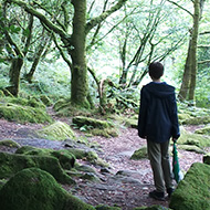 Mossy trees and rocks by the river Meavy