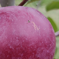 A close up shot of a single bright pinkish red apple on a young apple tree framed by its leaves