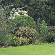 A lovely green lawn sets off a border of flowering shrubs, overlooked by a table and chairs in this beautiful Devon garden. Unfortunately, the sweeping rain is splashing off the table and dripping from the leaves, driving me indoors to a moreish cream tea.