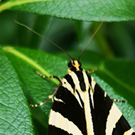 Jersey Tiger Moth