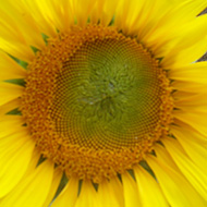 A single sunflower bloom