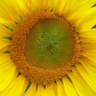 A single sunflower bloom