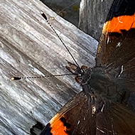 A red admiral butterfly with orange, black and white wings, settled on the side of a wooden garden trellis