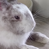 A white rabbit with brown/grey splodges lays with his front feet out in front of him and his back legs out behind him, next to his food and water bowls.