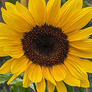 Sunflower in bloom