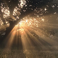 Picture of sunrise with the sun shining through the mist and tree where you can see the individual rays of sun in the photo.