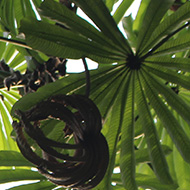 A late break in the year included a visit to the Eden Project in Cornwall where the tropical house provided damp heat as an escape from the cool wet outside. The canopy of leaves produced a fascinating pattern against the sky, all part of an inspirational venue, and which I thought I would share.