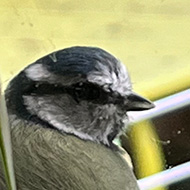 A small blue and yellow bird is framed by a bird feeder in the shape of an arch