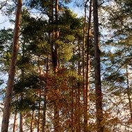 Tall trees in autumn colours