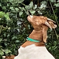 A white and brown goat stands on its hind legs and nibbles on the leaves of a shrub