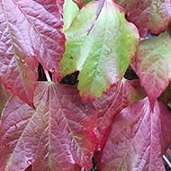 Green leaves turning red, fully covering an expanse of wallin the top pic.  And in the bottom pic just a few bright red leaves on the now exposed wall.