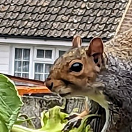 Squirrel climbing over a fence