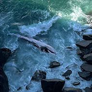 Whale carcass washed up on a rocky coast