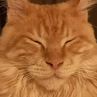 Ginger Maine Coon cat with his eyes closed.