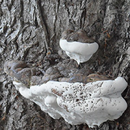 Collection of interesting fungi growing on tree
