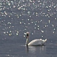 Swans