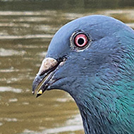 A pigeon with a surprised expression. The river, geese and swans are in the background