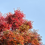 We see a striking red autumn tree in Richmond Park South West London