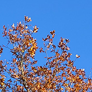 An orange-leafed tree against a bright blue sky