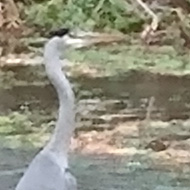 A heron stands on some greenery in the middle of some rushing water