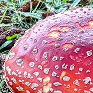 Bright red mushroom with a smaller orange mushroom in the background