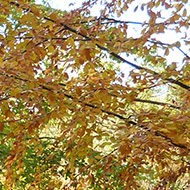 Beech leaves in the autumn, with a bit of sunlight