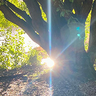 Beam of light peaking through a tree beside a lake on a country estate in Northern Ireland.