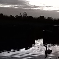 Solitary swan on the canal in the evening twilight