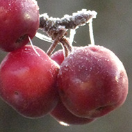 There were no berries left on the holly when I came to collect a few decorations for Christmas, but earlier in the month, it was covered. The crab apples also attracted the birds, and the frosts at the beginning of the month produced some interesting subjects.