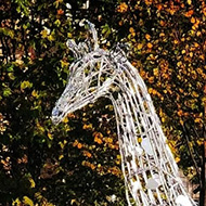 Christmas illuminated giraffe in park