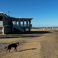 Beach bum dog