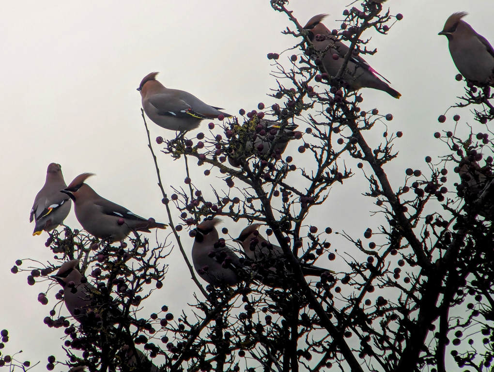 Waxwings in a Hawthorn tree.