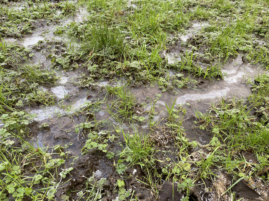 Patches of frozen water on a grassy field, with air bubbles under the ice