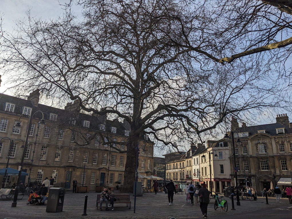 A large tree in the center of a square, branches bare in the winter sun