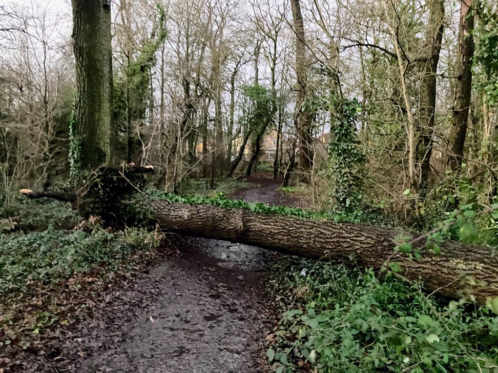 A huge fallen tree at the end of my road with the roots ripped up across a muddy path through the copse.