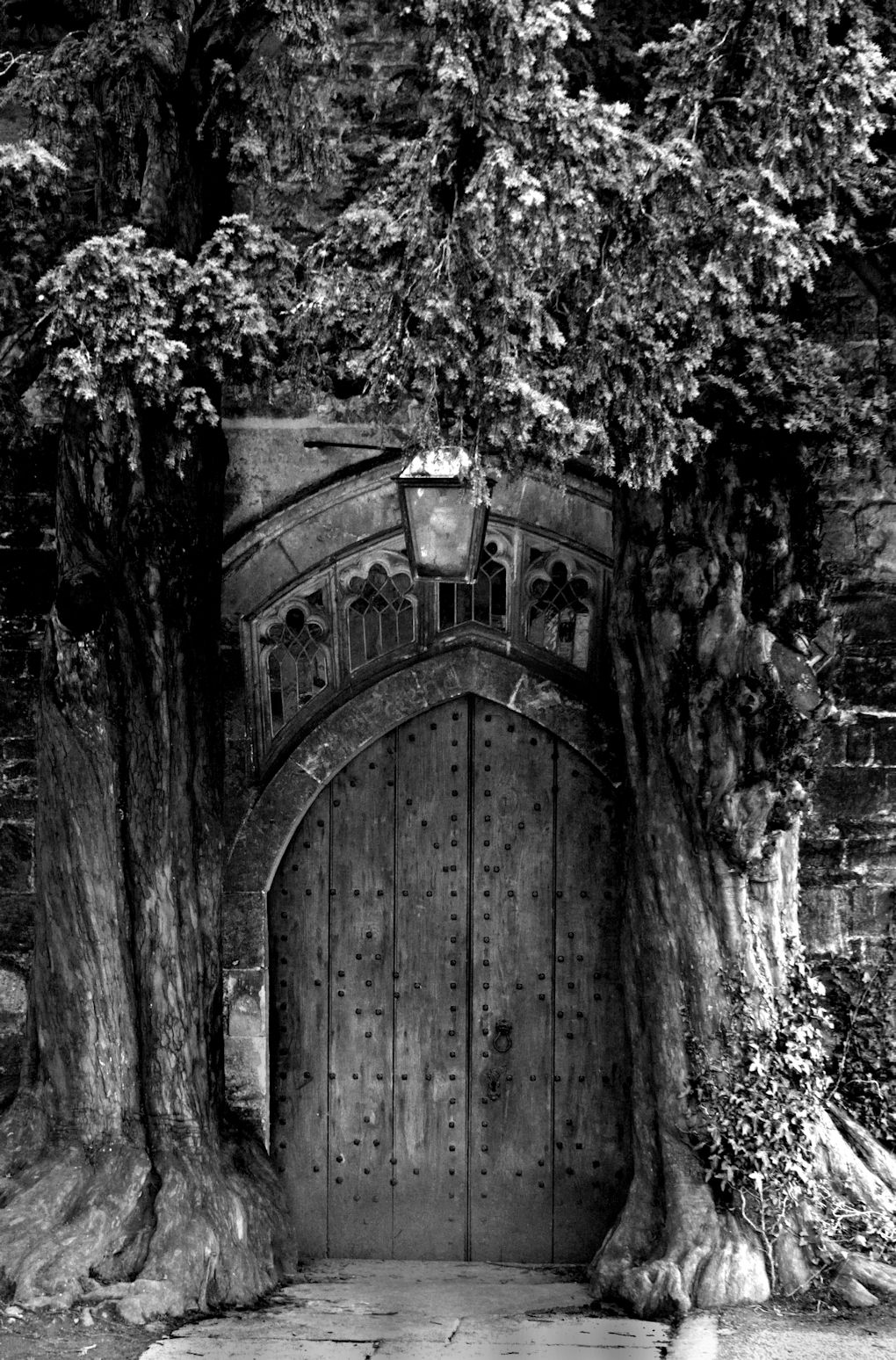 Old church wooden door framed by old Yew trees whose trunks and roots have encroached on the threshold