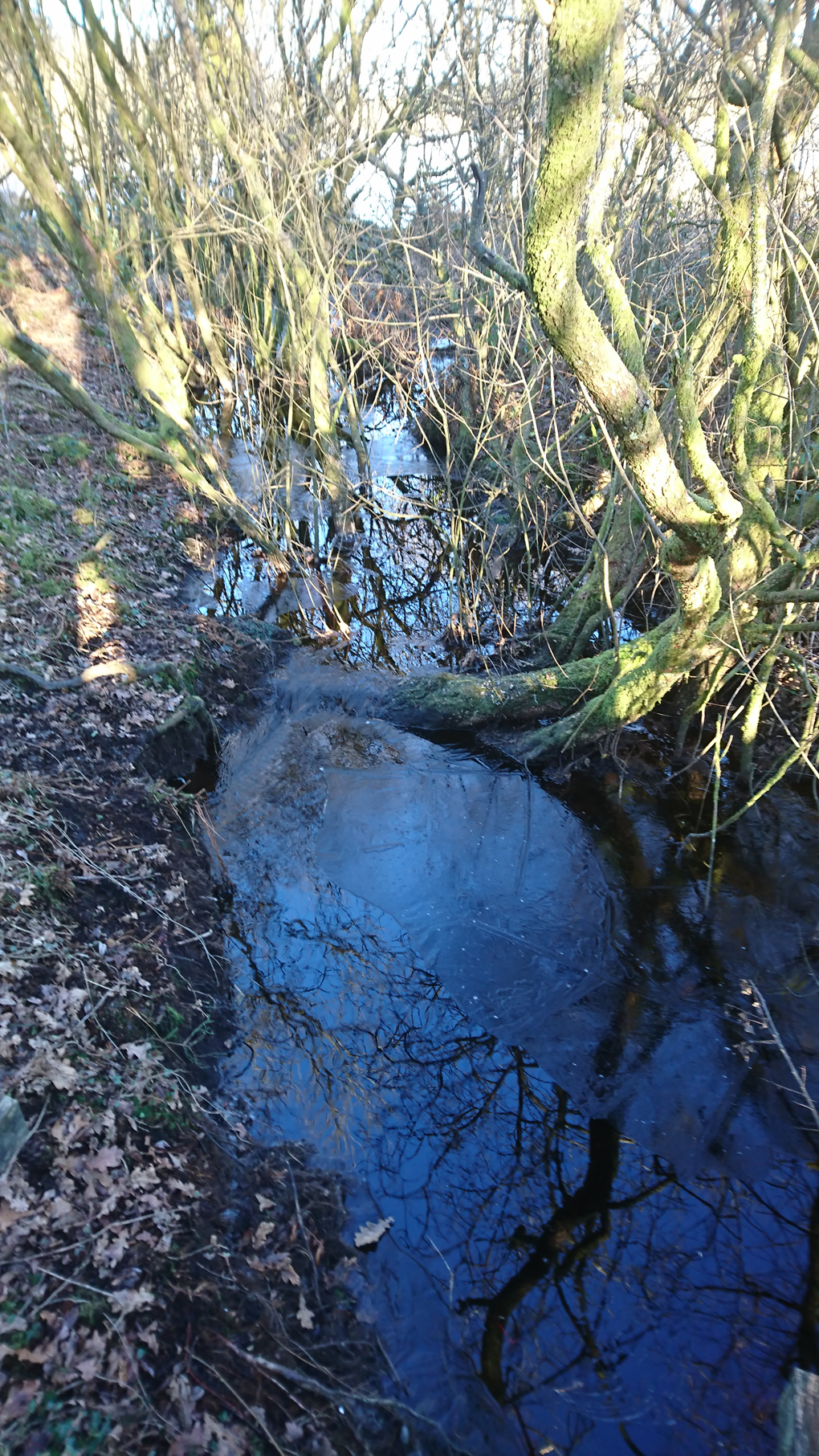 An icy stream running through a lovely old wood is caressed by some sunlight melting the ice . The water is really a dark tea colour but in the photo the deep blue sky makes the water appear blue in the reflection - good contrast to the old bare trees covered in soft green algae.