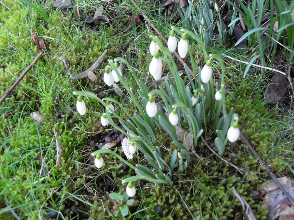 A small clump of snowdrops in the grass